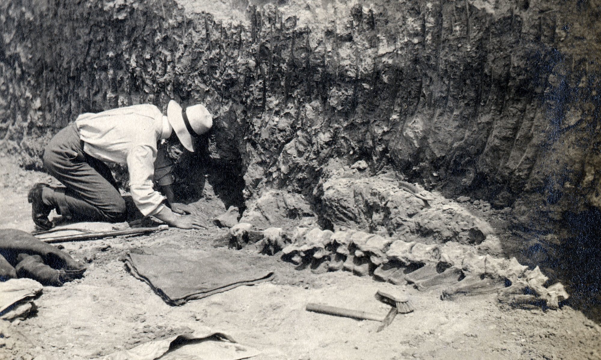 Excavating the Barrington Hippo in July 1910, © The Sedgwick Museum of Earth Sciences