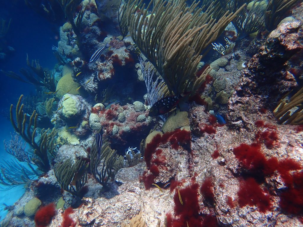 Coral reef.